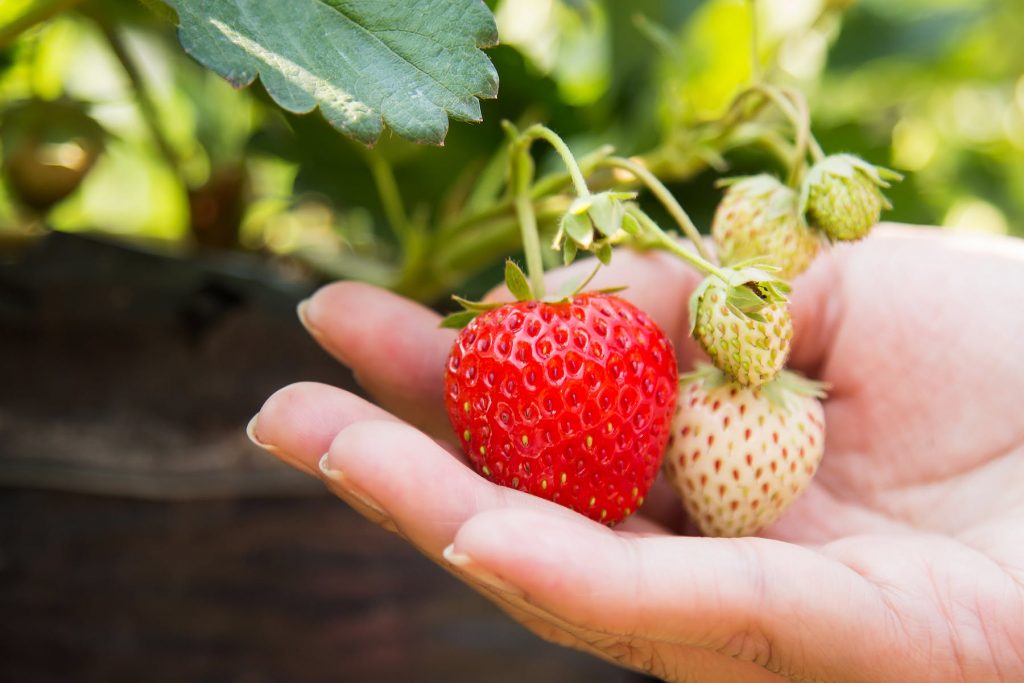 how to store fruits like strawberries for longer