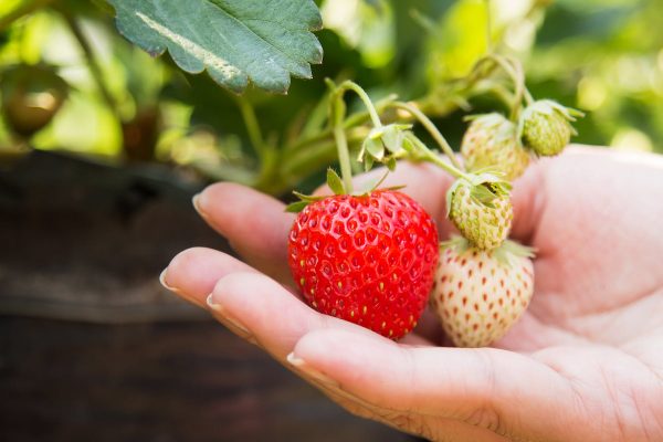 how to store fruits like strawberries for longer