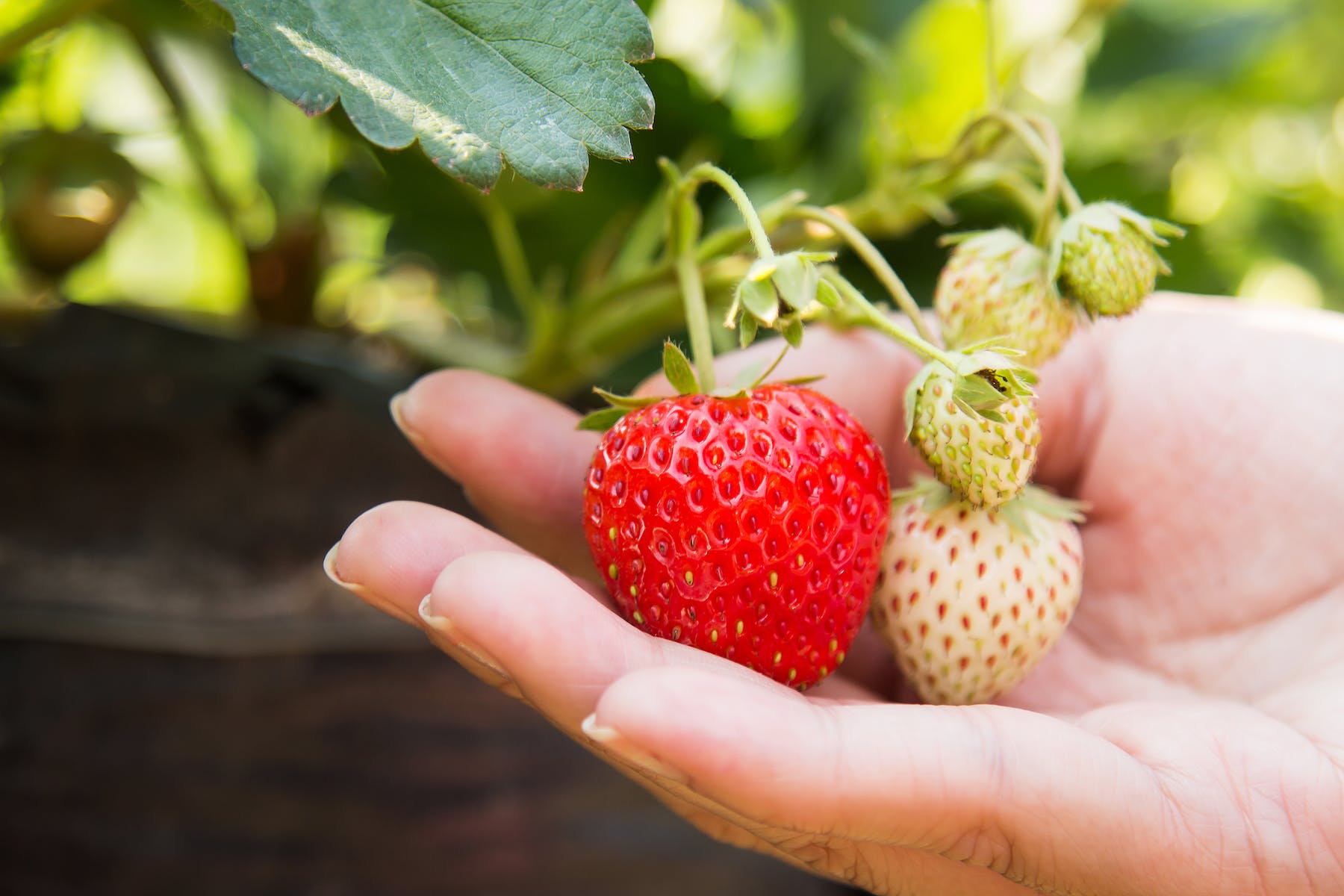 how to store fruits like strawberries for longer